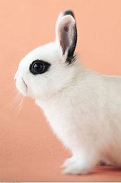 知名爆料人：Xbox即将推出新款限定手柄和无线耳机